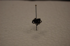 Arachnida