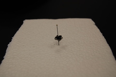 Arachnida
