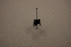 Arachnida