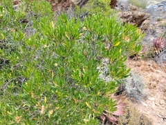 Dodonaea viscosa angustifolia