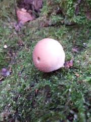 Lycoperdaceae