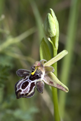 Ophrys cretica