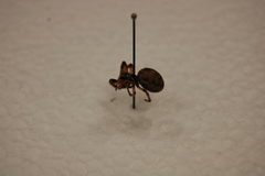 Araneae