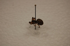 Araneae