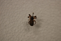 Araneae