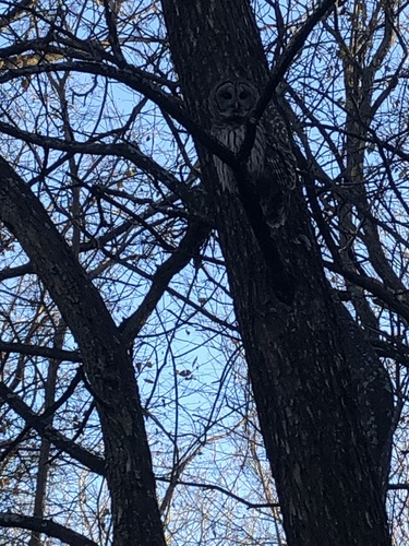 Barred Owl photographed in Kansas