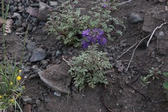 Phacelia bakeri