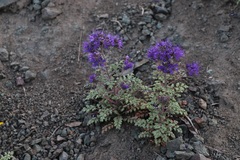 Phacelia bakeri