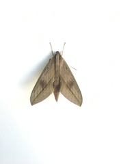 Xylophanes anubus