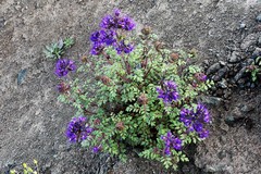 Phacelia bakeri