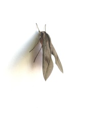 Xylophanes anubus