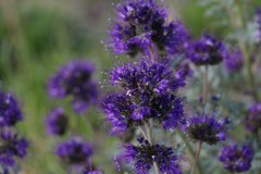 Phacelia bakeri