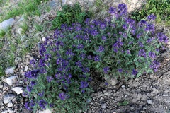 Phacelia bakeri