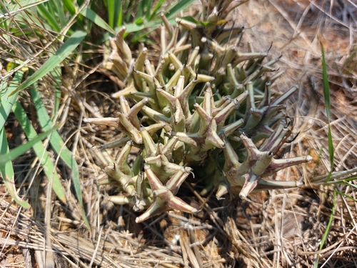 Ceropegia tapscottii