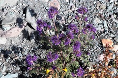 Phacelia bakeri