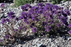 Phacelia bakeri