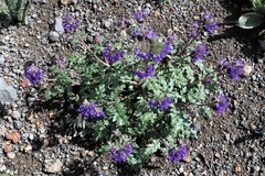 Phacelia bakeri