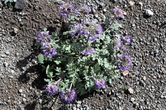 Phacelia bakeri