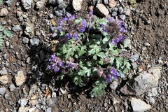 Phacelia bakeri