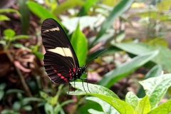 Heliconius sara