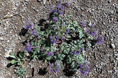 Phacelia bakeri