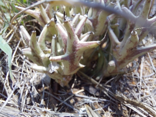 Ceropegia tapscottii