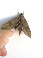 Xylophanes anubus