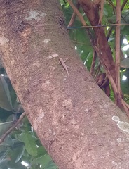 Hemidactylus platyurus