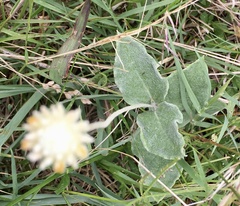 Pfaffia gnaphalioides