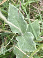 Pfaffia gnaphalioides