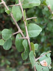 Sageretia