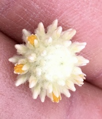 Pfaffia gnaphalioides