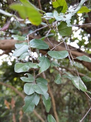 Sageretia