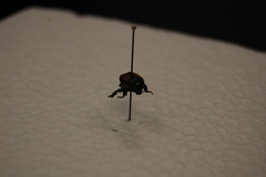 Popillia japonica