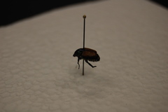 Popillia japonica