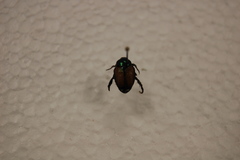 Popillia japonica