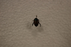 Popillia japonica