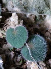 Epithema ceylanicum
