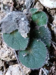 Epithema ceylanicum