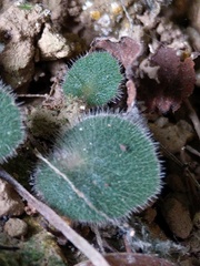 Epithema ceylanicum