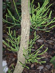 Gnetum luofuense