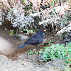 Turdus merula