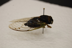 Neotibicen tibicen