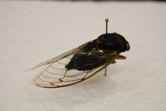 Neotibicen tibicen