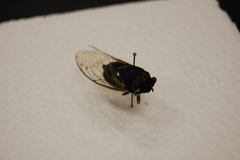 Neotibicen tibicen