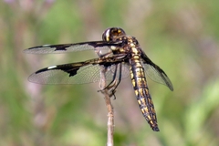 Palpopleura