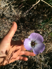 Calochortus invenustus