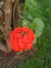 Pelargonium × hybridum