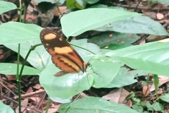 Mechanitis lysimnia nesaea