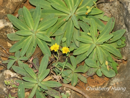 Crepidiastrum lanceolatum iNat (1)